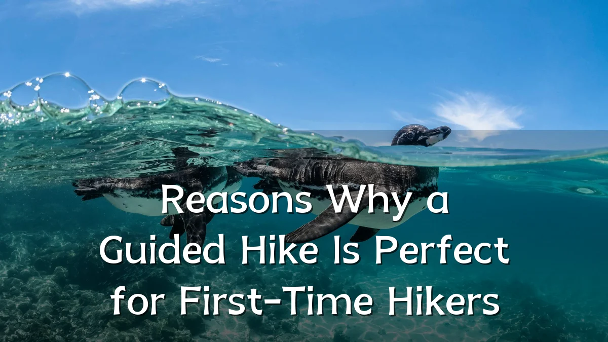 Reasons Why a Guided Hike Is Perfect for First-Time Hikers