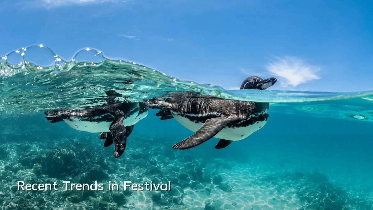 Recent Trends in Festival